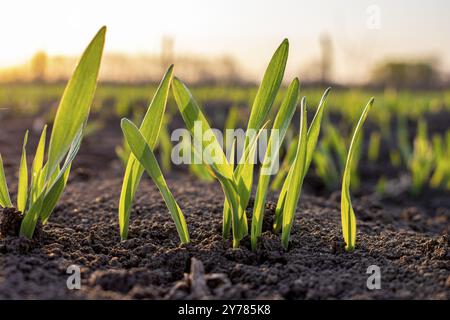 Sprossen von junger Gerste oder Weizen, die gerade im Boden gekeimt haben, dämmern über einem Feld mit Pflanzen Stockfoto