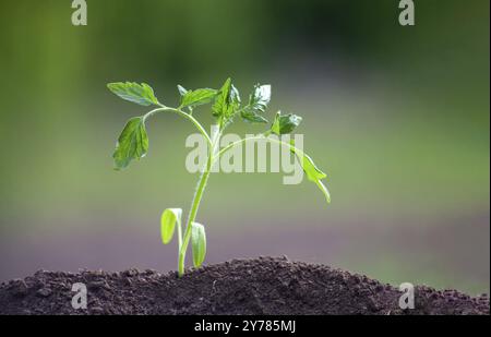 Tomatensämling in den Boden gepflanzt. Die Pflanze wächst im Boden. Verschwommener grüner Gartenhintergrund Stockfoto