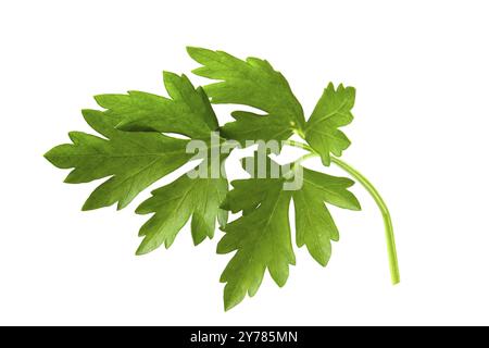 Voller Fokus auf einen Zweig der Petersilie mit frischen Blättern und einem duftenden Geruch zum Würzen und Kochen Stockfoto