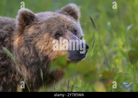 Portait, Nahaufnahme eines Grizzlybären (Ursus arctos horribilis) zwischen Gräsern, Lake Clark National Park, Alaska, USA, Nordamerika Stockfoto