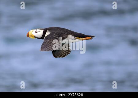 Eine gehörnte Robbe (Fratercula corniculata) fliegt über dem ruhigen Meer, Homer, Alaska, USA, Nordamerika Stockfoto