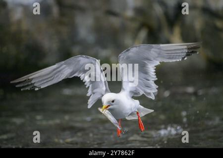 Eine Klippenmöwe (Rissa brevirostris) im Flug mit ausgestreckten Flügeln, die einen kleinen Fisch im Schnabel über dem Wasser halten, Seward, Alaska, USA, North Ameri Stockfoto