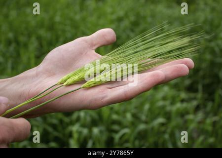 Drei Ähren Weizen oder Gerste in den Händen eines Bauern. Der Bauer schaut auf die bevorstehende Ernte Stockfoto