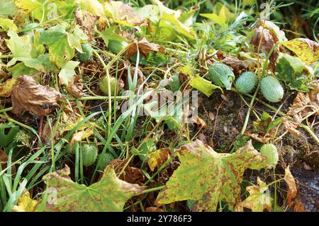 Ecballium, wilde Gurken Pflanze, jährliche mad Gurke Anlage Stockfoto