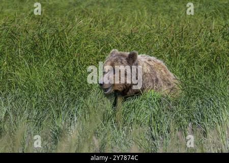 Grizzlybär (Ursus arctos horribilis) in einem dichten Grasfeld in einer natürlichen Umgebung, Lake Clark National Park, Alaska, USA, Nordamerika Stockfoto