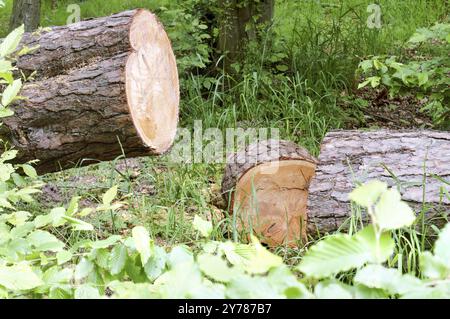 Gesägter Baum im Wald, sauberer Stamm von gesägter Kiefer Stockfoto