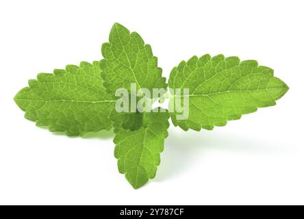 Zweig mit frischen Minzblättern isoliert auf weißem Hintergrund Stockfoto
