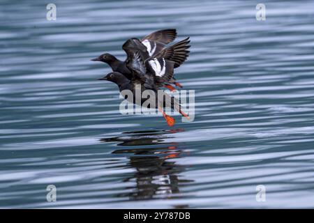 Zwei Taubenguillemots (Cepphus columba) fliegen dicht über die Wasseroberfläche, ihre Reflexionen sind sichtbar im ruhigen Wasser, Hoonah, Alaska, USA, Nord A Stockfoto