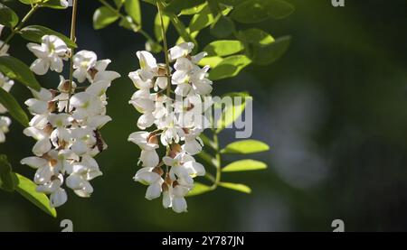 Frühlingsblühende Akazie. Weiße Blumen an einem sonnigen Tag, hervorgehoben auf grünem Hintergrund. Eine Nektarquelle für delikaten Dufthonig Stockfoto