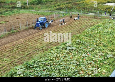 Traktor und Leute auf dem Feld, Kartoffelernte, Kaliningrad Region, Russland, 25. August, 2018, Europa Stockfoto