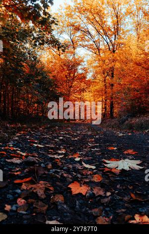 Herbst im Wald mit schönen goldenen Blättern und satten Erdtönen. Stockfoto