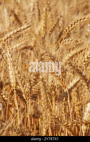 Ähren von goldenem Weizen reifen auf dem Feld. Weizenernte in der Landwirtschaft Stockfoto