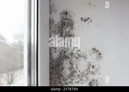 Pilz an der Wand nahe dem Fenster. Schwarzer Pilz bedeckt die weiße Wand und das Fenster Stockfoto