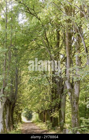 Linden Allee, Allee der grüne Bäume im Sommer Stockfoto