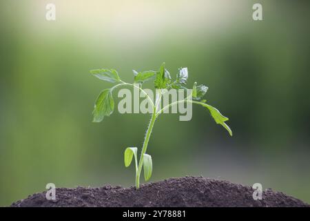 Tomatensämlinge, nur in den Boden gepflanzt. Junge Pflanze auf einem verschwommenen grünen Hintergrund Stockfoto