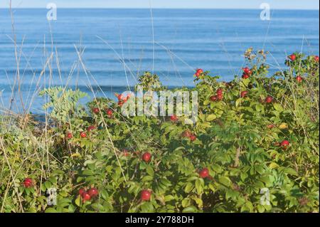 Dickicht aus runden Rosenhüften, rote Rosenhüften an Büschen am Meer Stockfoto