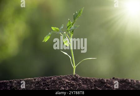 Tomatensämlinge im Boden auf verschwommenem Hintergrund. In der Frühlingssonne wächst der Tomatensämling im Boden Stockfoto