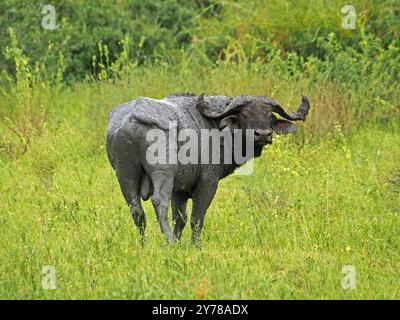 Einsamer Stier Cape Buffalo (Syncerus Caffer) mit verdrehtem Schwanz, beschichtet mit Schlamm vom suhlen am Ufer des Lake Manze, Nyerere N P, Tansania, Afrika Stockfoto