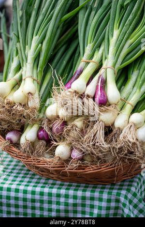 Ein Bündel frischer Zwiebeln im Korb auf einem Tisch auf dem Markt. Frisch geerntete Zwiebeln in einem Korb. Stockfoto