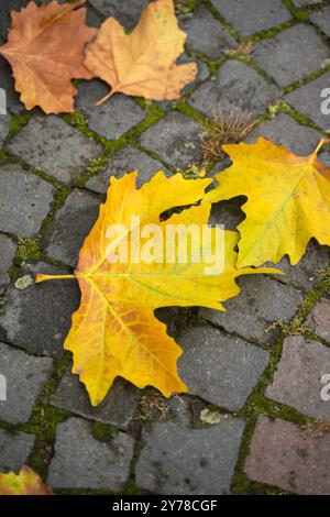 Farbenfrohe gelbe und orangene Herbstblätter liegen auf einem Kopfsteinpflaster. Stockfoto