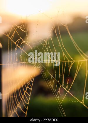 Morgentau glitzert auf einem zarten Spinnennetz vor einer sanften Sonnenaufgangslandschaft. Stockfoto