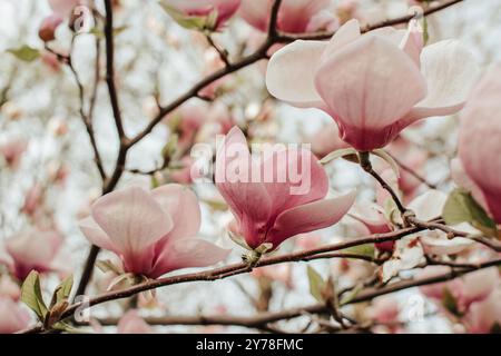 Magnolienzweig mit blühenden rosa, sanften Blüten Stockfoto