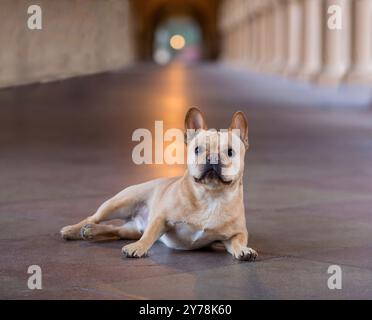 4 Jahre alter ausdrucksstarker Red Tan Frenchie Männchen, der in einem Kloster liegt. Stockfoto