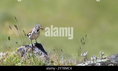 Ein weißgeflügelter Schneefink (Montifringilla nivalis), der auf einem Felsen mit einem Insekten im Schaft thront, grüner Hintergrund, Kopierraum, 16:9 Stockfoto