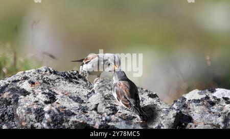 Ein weißgeflügelter Schneefink (Montifringilla nivalis), der seine Jungvögel auf einem Felsen, einem niedrigen Winkel, grünem Hintergrund, Kopierraum, 16:9 Stockfoto