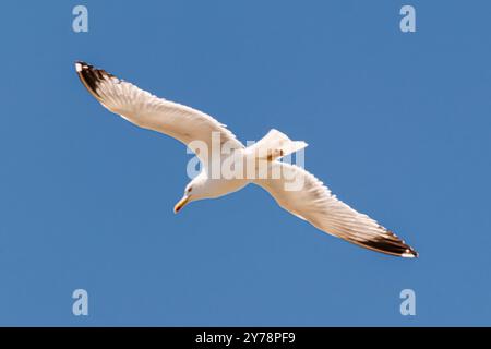 Möwen fliegen am blauen Sommerhimmel. Stockfoto