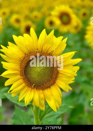 Sonnenblumenfeld in Hebron, Maryland an der Ostküste Stockfoto
