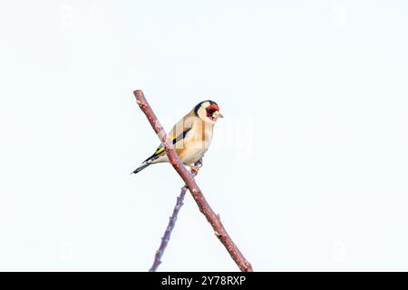 Goldfinch-Vogel auf einem Ast Stockfoto