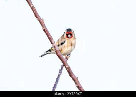 Goldfinch-Vogel auf einem Ast Stockfoto