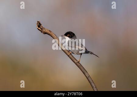 Der sardische Warbler-Vogel sitzt auf einem Ast Stockfoto