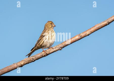 Europäischer Serin-Vogel auf einem Zweig in der Türkei Stockfoto