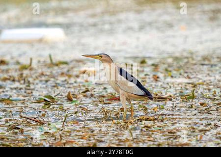 Die kleine Bittern jagt im Sumpf. Stockfoto