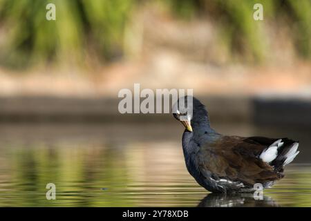 Ein Vogel steht in einem Gewässer. Das Wasser ist ruhig und der Vogel blickt nach rechts Stockfoto