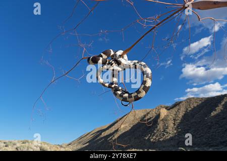 Kalifornische Königsschlange oder Lampropeltis californiae hängt an einem getrockneten Zweig Stockfoto