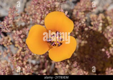Nahaufnahme der mariposa-Lilie oder der Calochortus kennedyi-Blume in der Orangenwüste Stockfoto
