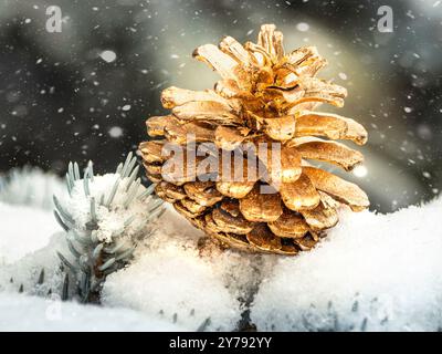 Goldbrauner Kiefernkegel auf frischem Schnee mit immergrünen Nadeln und fallenden Schneeflocken. Stockfoto