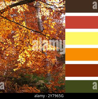 Herbstschattierungen. Bild von schönen Bäumen mit goldenen Blättern und passender Farbpalette Stockfoto