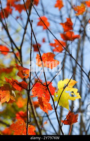 Ahornblätter auf einem Baumzweig im Herbst. Quebec, Kanada Stockfoto
