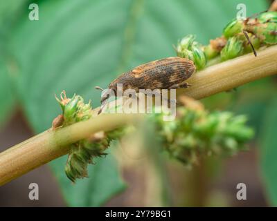 Großer Käfer, der auf dem Stiel des tropischen Spinats ruht Stockfoto