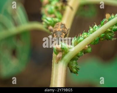 Großer Käfer, der auf dem Stiel des tropischen Spinats ruht Stockfoto