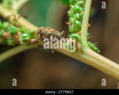 Großer Käfer, der auf dem Stiel des tropischen Spinats ruht Stockfoto
