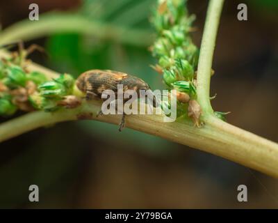Großer Käfer, der auf dem Stiel des tropischen Spinats ruht Stockfoto