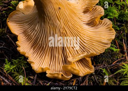 Golden Chanterelle, Cantharellus cibarius, Pilz im zweitgrößten Douglafienwald auf der Olympic Peninsula, Washington State, USA Stockfoto