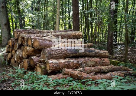 Ein großer Stapel von langen Holzstämmen, ordentlich in einem Wald angeordnet. Die Baumstämme werden systematisch aufgehäuft und zeigen die natürliche Textur und Körnung Stockfoto