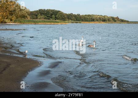 Schwäne in der Kurischen Lagune auf der Kurischen Nehrung im Dorf Lesnoy. Region Kaliningrad. Russland Stockfoto