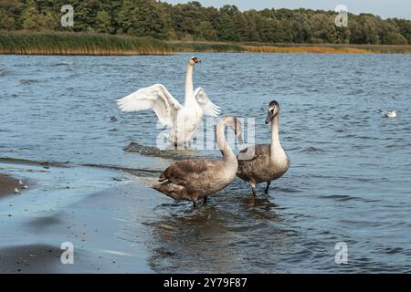 Schwäne am Ufer der Kurischen Lagune auf der Kurischen Nehrung im Dorf Lesnoy. Region Kaliningrad. Russland Stockfoto